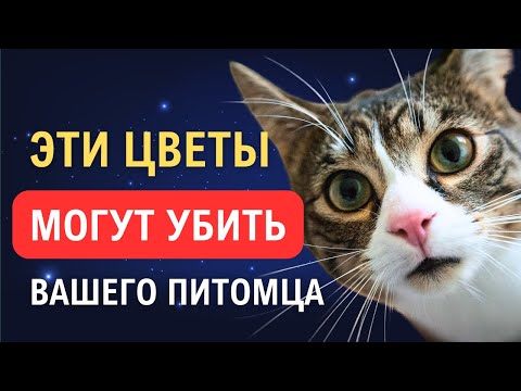 Видео: Какие цветы могут быть опасны для вашего кота?
