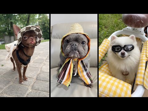Видео: Funny and cute DOGS🐶Videos🔶 Сompilation  # 11🔶