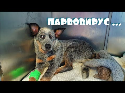 Видео: Парвовирус у щенка | Смертельно опасная болезнь | Хроники лечения