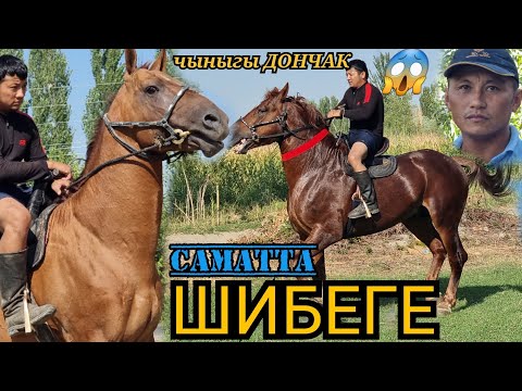 Видео: сатылды аттар 😱20×20 чемпион ТАМАЙ