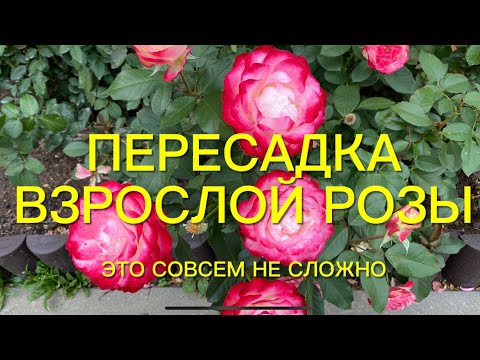 Видео: Розы. Пересадка взрослой розы. Не бойтесь пересаживать розы - это совсем не сложно.🌹🌹🌹