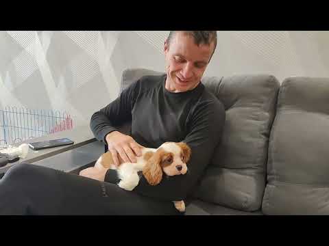 Видео: Мы купили щенка Кавалер Кинг Чарльз Спаниель 🐕 Первый поход к врачу