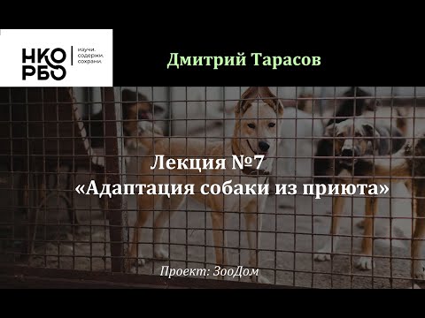 Видео: Лекция №7 "Адаптация собаки из приюта"