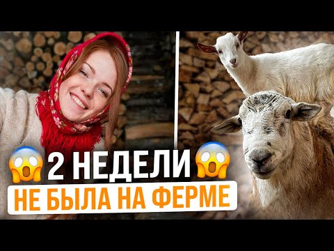 Видео: ЧТО СЛУЧИЛОСЬ НА ФЕРМЕ ЗА 2 НЕДЕЛИ НАШЕГО ОТСУТСТВИЯ