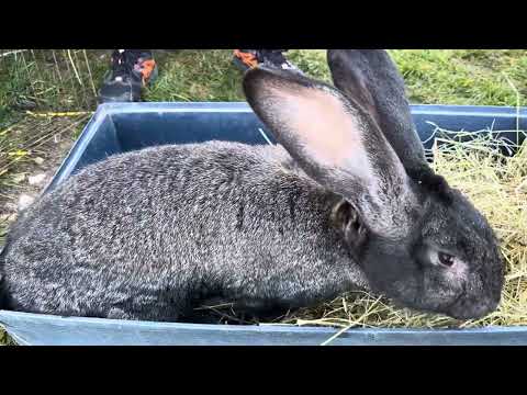 Видео: Ринок тварин! Ціни та огляд.#люди #село #ринок #тварини 