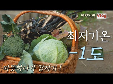 Видео: [4 октября] Приготовление кимчи из домашнего перца чили / Влог «Натуральный сад»