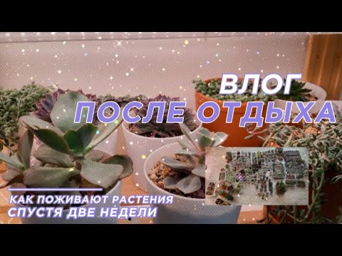 Видео: Что с растениями спустя две недели моего отсутствия | осмотр, полив, опрыскивание