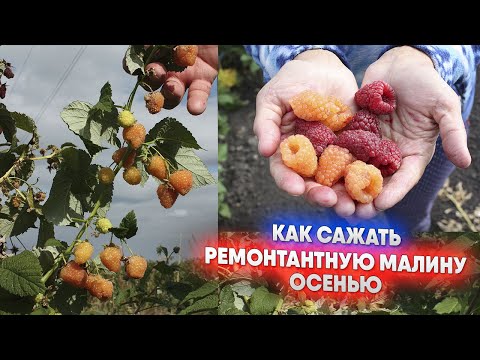 Видео: Как сажать РЕМОНТАНТНУЮ малину осенью
