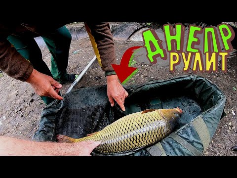 Видео: Ловля Карпа на Днепре. Поймал полный мат рыбы!