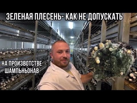 Видео: Заражения и развития "зеленой" плесени на грибной ферме, как избежать или уменьшить риски.