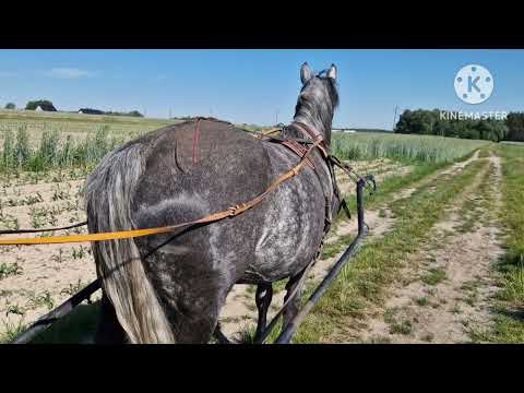 Видео: Роза в бричці, упряж,левада для вигулу.