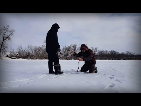 Видео: Жерлицы и БЕЗМОТЫЛКА! Зимняя рыбалка на реке Красивая Меча