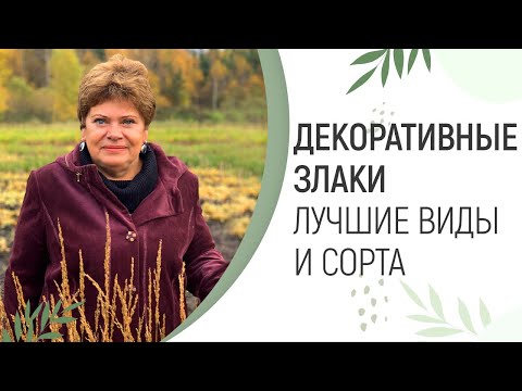 Видео: ДЕКОРАТИВНЫЕ ЗЛАКИ(ТРАВЫ) | ЛУЧШИЕ ВИДЫ И СОРТА