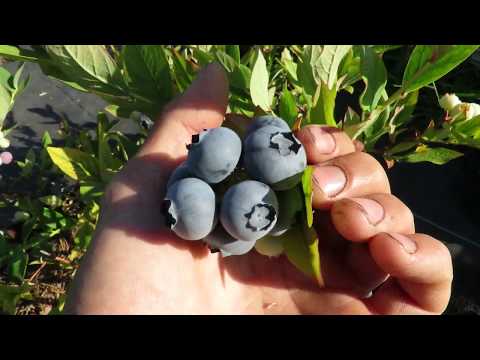 Видео: Сорта Голубики! Плюсы и Минусы Каждого Сорта!