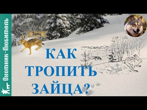 Видео: Как тропить зайца?