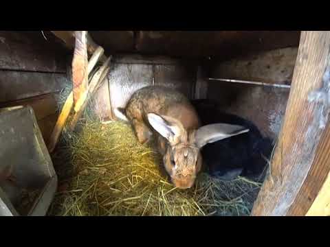 Видео: ПАРУВАННЯ  КРОЛИКІВ. Злучка кролів