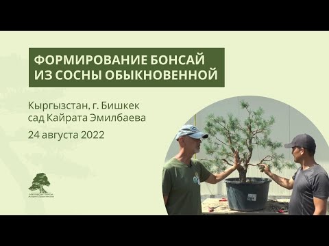 Видео: Формирование бонсай из сосны