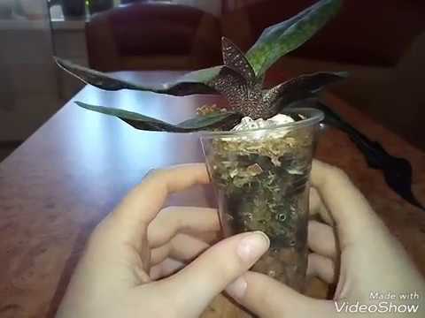 Видео: 5. Удачная реанимация башмака Paphiopedilum Lynleigh Koopowitz (delenatii x malipoense)