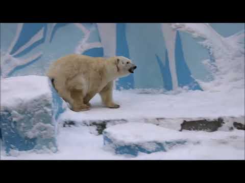Видео: Герда кушает рыбку и наблюдает за трактором. Что-то он её волнует 13.11.2025
