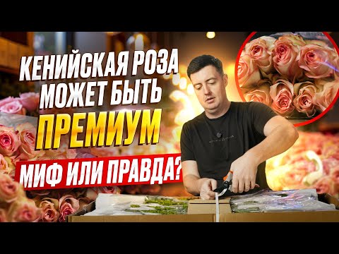 Видео: Роза Jumilia из Кении: почему этот сорт стал хитом | Плантация Shalimar | Цветы оптом
