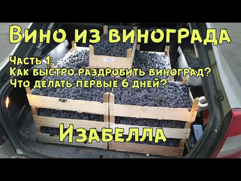 Видео: Вино из винограда Изабелла (ч.1)