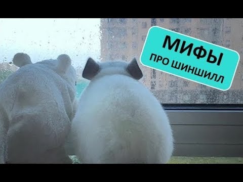 Видео: МИФЫ про ШИНШИЛЛ! (Самые распространенные)