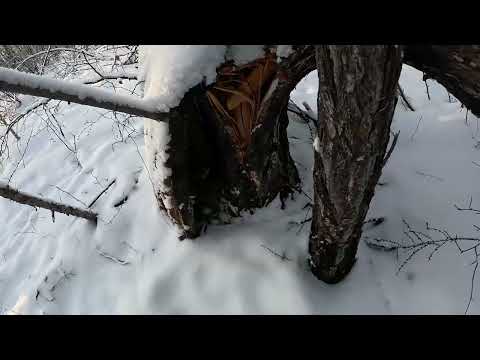 Видео: Охота на соболя. Первая проверка нового путика. 