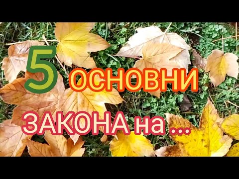 Видео: 5  ОСНОВНИ ЗАКОНА на …  |  ТЕХНИКИ  |  @ВЕКТОР