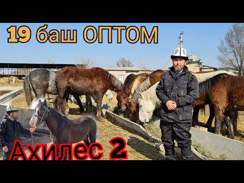 Видео: жылкылар ОПТОМ 19 БАШ байталдар 😱 АХИЛЕСТИН ПРЯМОЙ БАЛАСЫ ЧЫКТЫ БИШКЕКТЕ