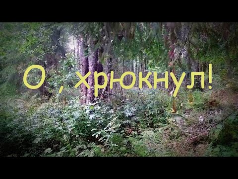 Видео: Собираем солонушки и грибочки рядом с хрюшкой.