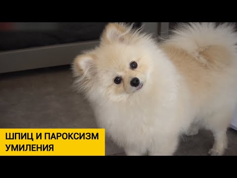 Видео: Шпиц: особенности породы, ухода, характера