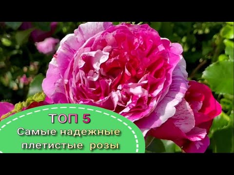 Видео: ТОП 5.Самые надежные плетистые  розы. Питомник растений Е. Иващенко.