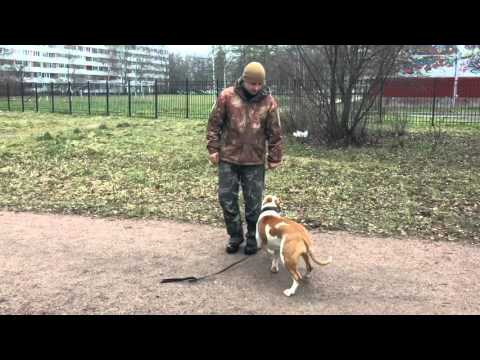 Видео: Дрессировка стаффордширского терьера. Школа дрессировки собак АРТДОГ. 10 дней дрессировки.