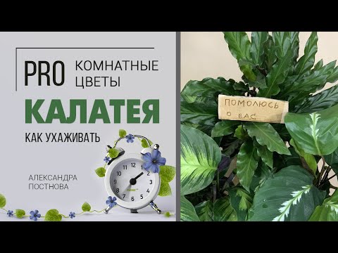 Видео: Молитвенное комнатное растение Калатея - в чем её секрет? Обзор сортов. Как ухаживать за калатеей.