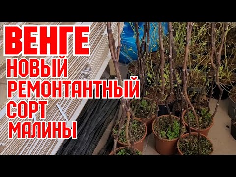 Видео: ВЕНГЕ! Новейший сорт малины ремонтантной!