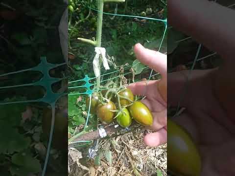 Видео: Что выросло из китайских  семян томаты черри вкусные и урожайные много сортов пробник семян из китая