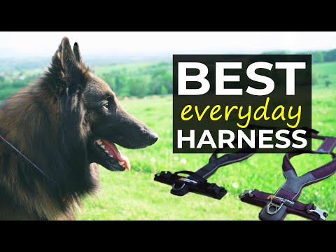 Видео: Лучшая шлейка на каждый день для вашей собаки