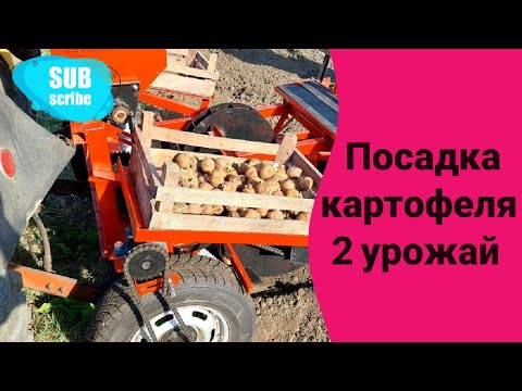 Видео: Посадка картофеля 2 урожай / картофелесажалка барабанная в работе