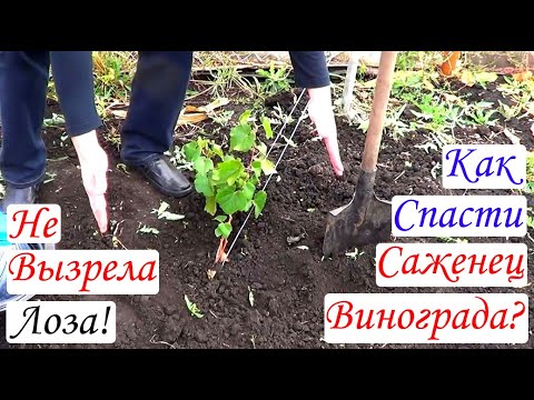 Видео: НЕ ВЫЗРЕЛА Лоза! Как СПАСТИ САЖЕНЕЦ Винограда?