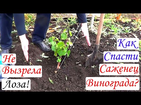 Видео: Не вызрела лоза! Как спасти Саженец винограда?