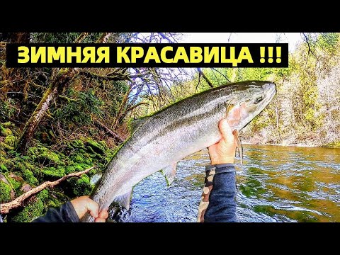 Видео: СТАЛЬНАЯ ГОЛОВА - ЧТО ЭТО ЗА РЫБА. РЫБАЛКА НА ЛОСОСЬ В США. WINTER STEELHEAD FISHING.