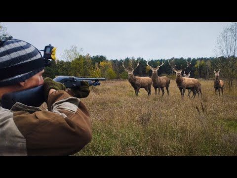 Видео: ЗАГОННАЯ ОХОТА НА ОЛЕНЯ. Пошел в загон и весь зверь пошел на меня