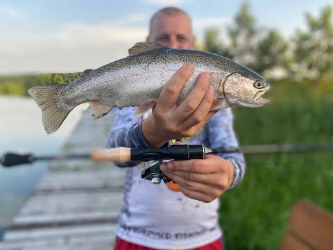 Видео: ФОРЕЛЬ НА СПИННИНГ. РЫБАЛКА КАК В АКВАРИУМЕ ГОВОРИТЕ?