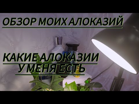 Видео: ВЛОГ ОБЗОР МОИХ АЛОКАЗИЙ.