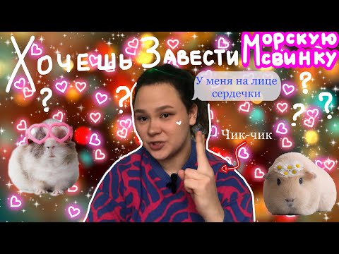 Видео: ЧТО НУЖНО, ЧТОБЫ ЗАВЕСТИ МОРСКУЮ СВИНКУ?😻/здоровье Черныша🙌