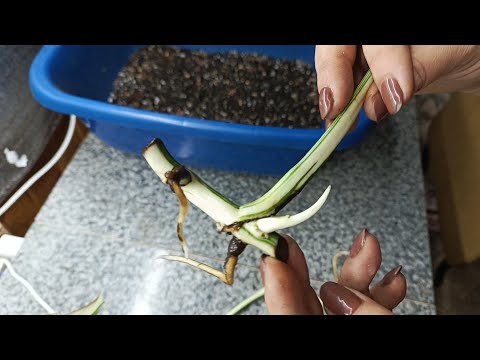 Видео: Монстера Альба нарастила корни, проснулась почка. Высаживаю в грунт.