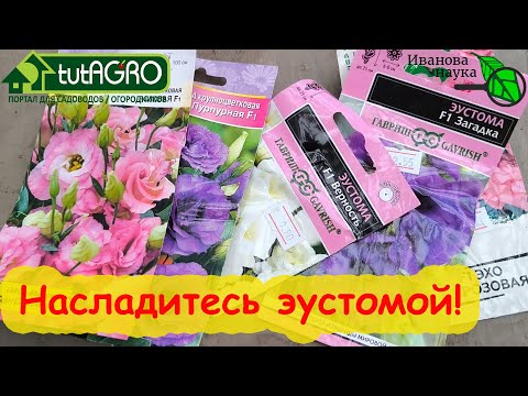 Видео: СЕКРЕТЫ ЭУСТОМЫ: семена взойдут 100 % по инструкции. Эустома выращивание из семян.