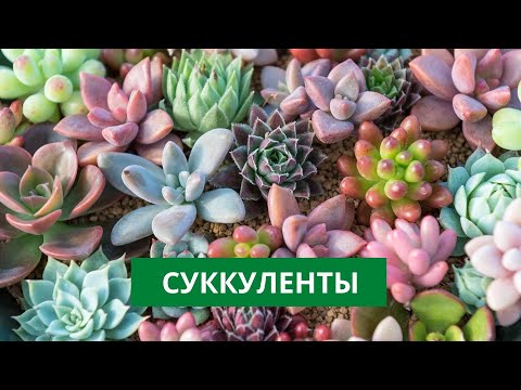 Видео: Уход за суккулентами | Пересадка кактуса
