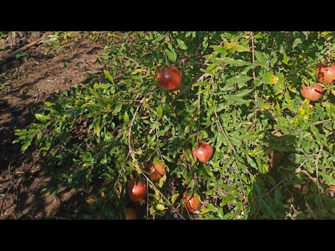 Видео: Анар көшеттерін қысқа дайындық