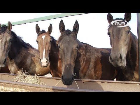 Видео: Коневод из Саратова вырастил жеребцов-рекордсменов